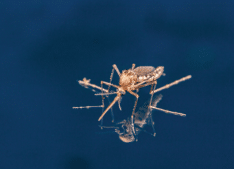 rain, dengue, MGM Healthcare Chennai